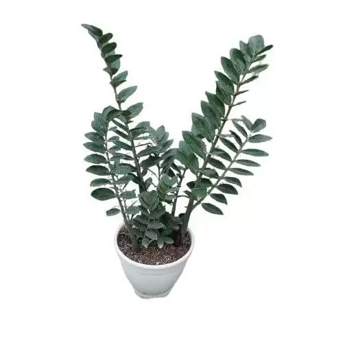 زاموفیلیا سبز