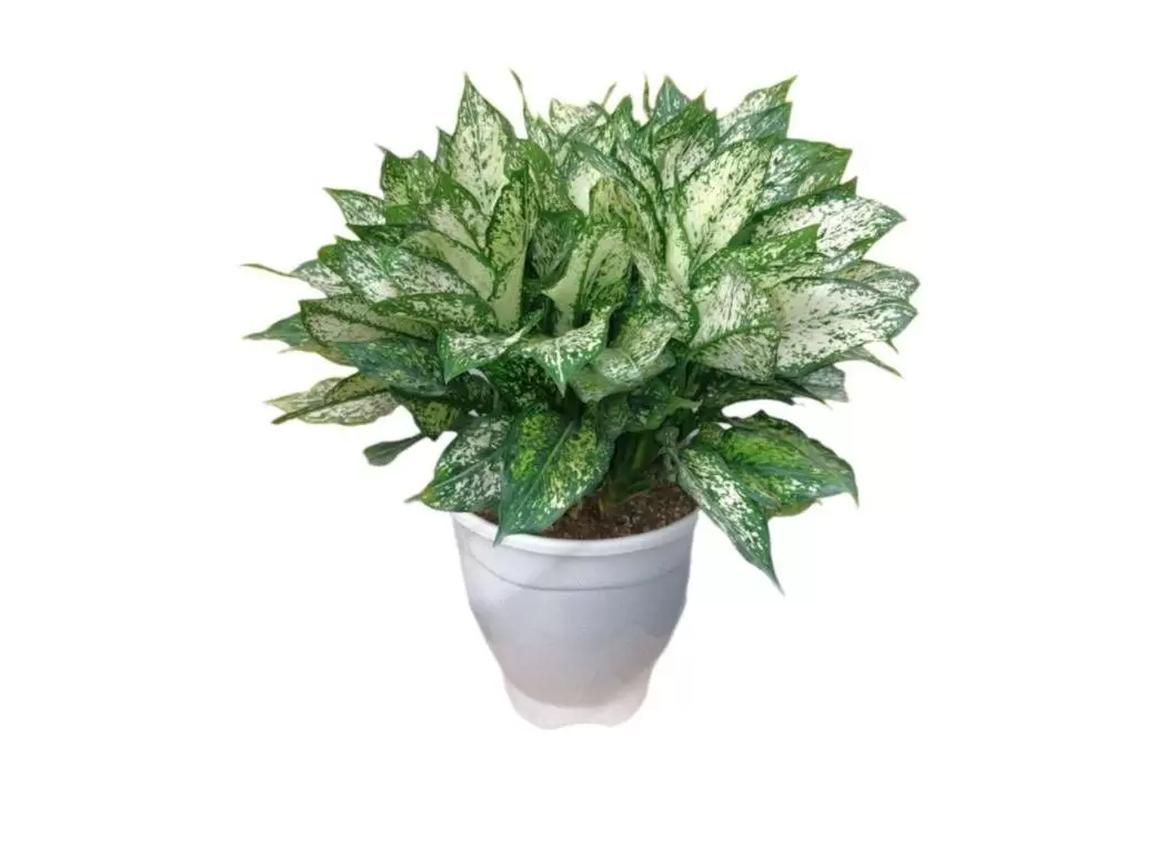 آگلونمای سفید