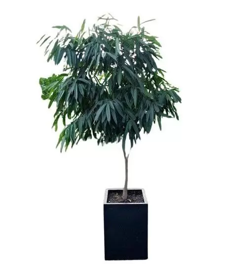 آمستل بلند پایه دار