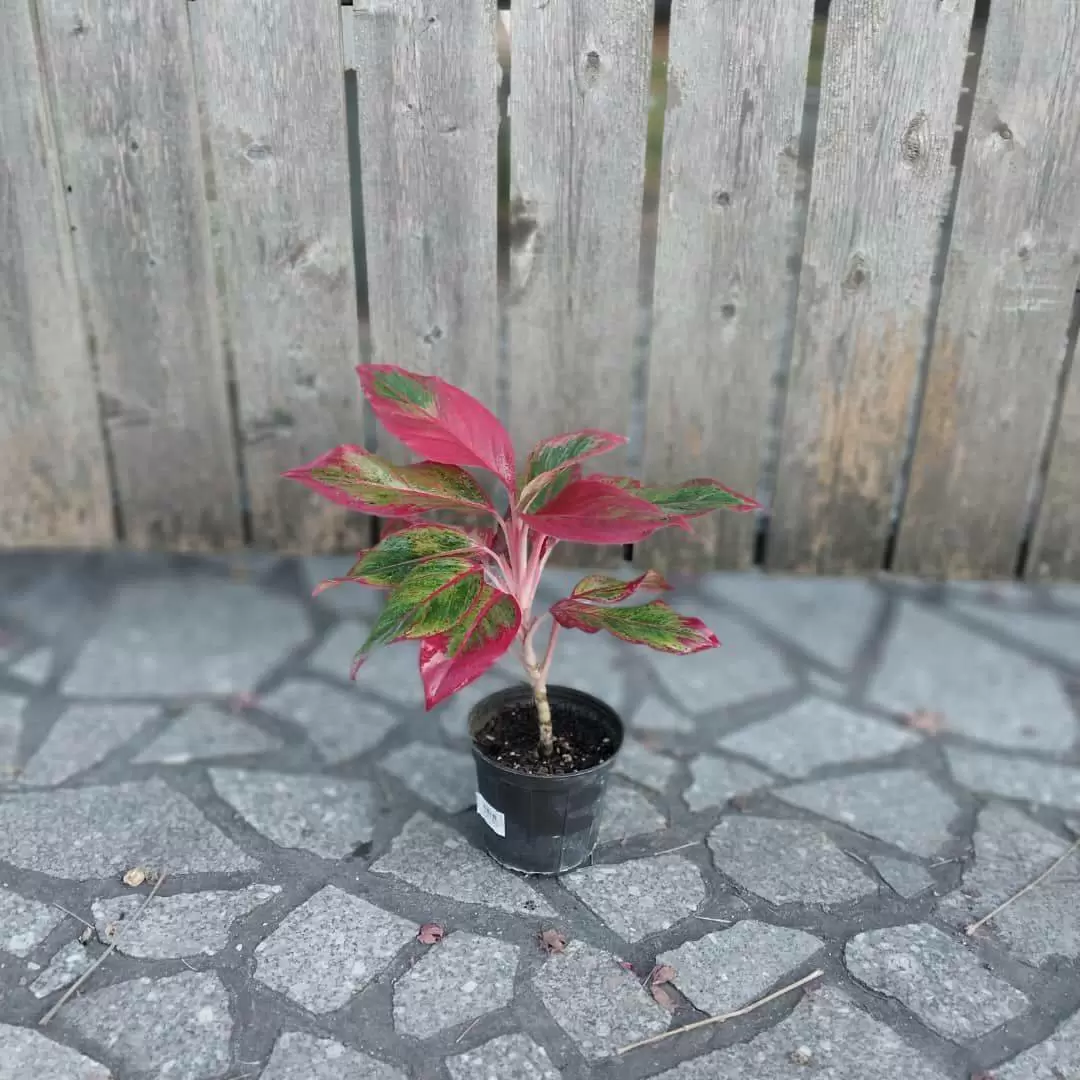 آگلونما رنگی